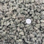 Godzilla Glue [Smalls]